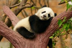 <b><font color='#FF0000'>世界十大顶级国宝动物 中国大熊猫第一，日本朱鹮上榜</font></b>