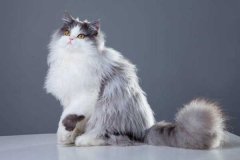 <b><font color='#FF0000'>世界十大最漂亮的猫咪 暹罗猫仅第二波斯猫登顶</font></b>