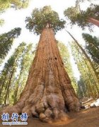 <b><font color='#FF0000'>世界上最大的树：雪曼将军树高83.8，周长31米(总重量2800吨)</font></b>
