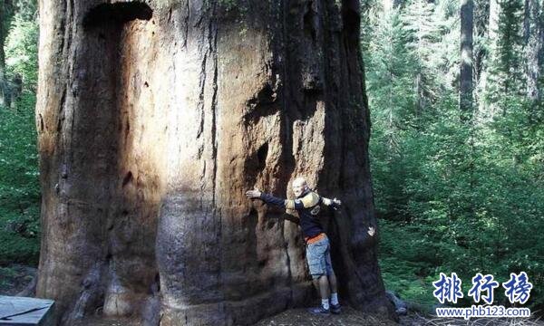 世界上最大的树：雪曼将军树高83.8，周长31米(总重量2800吨)