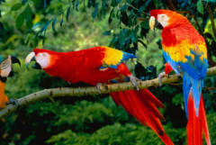 <b><font color='#333333'>全球十大鹦鹉排行榜 红金刚鹦鹉最受欢迎，每一个颜值都超高</font></b>