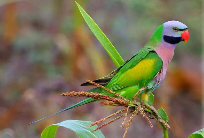 全球十大鹦鹉排行榜 红金刚鹦鹉最受欢迎，每一个颜值都超高