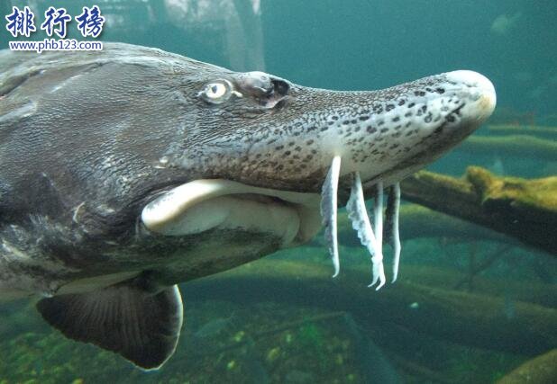 世界十大最凶猛淡水鱼，亚马逊鲇鱼能扯断承重400斤的鱼线