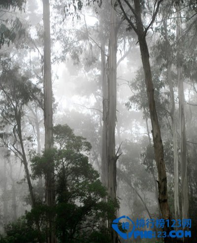 世界上最高的树：澳洲156米杏仁桉树