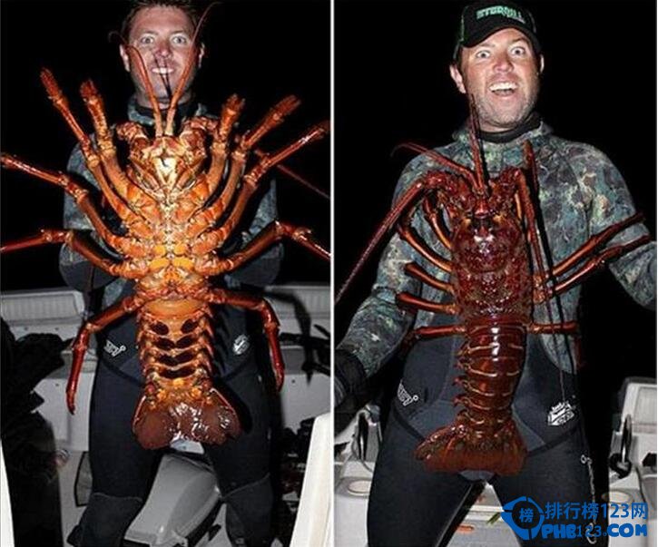 世界上最大的龙虾 95岁高龄重达25磅